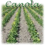 canola